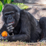Gorilla Dies