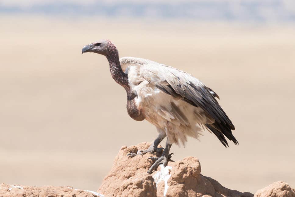 white-backed-vulture