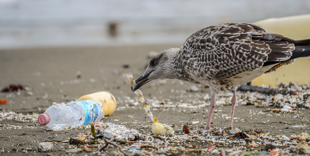 Sidee ayay bacdu halis ugu tahay nolosha shimbiraha?